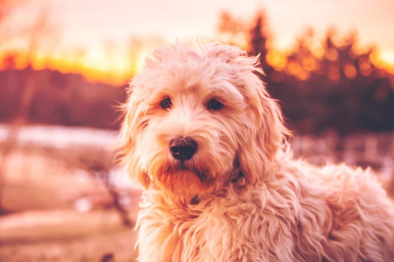 Trained Doodles For Sale