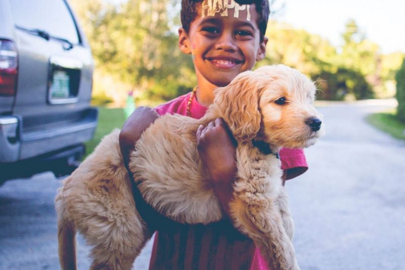 Trained Puppies For Sale