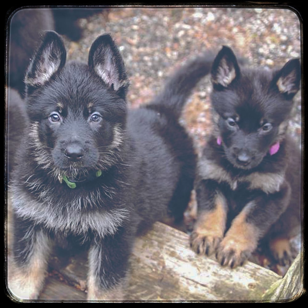 Puppy camp near me 2025